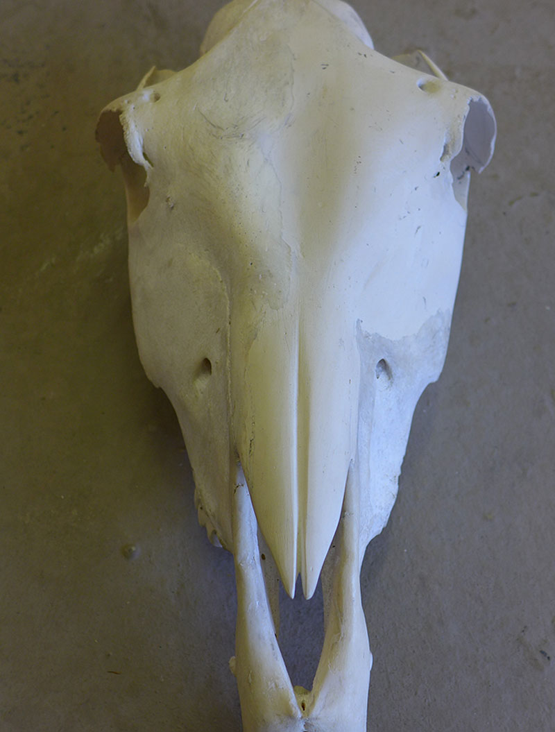 Restored skull
